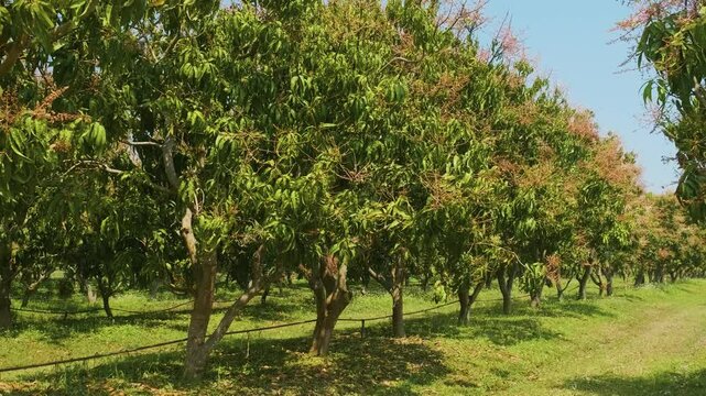 Lush green orchard with rows of mango fruit trees growing in rural landscape in Chiang Mai, Thailand. Agriculture, farming and gardening concept. Efficient modern farming and food production