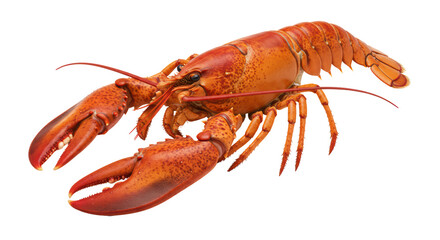 Isolated Lobster with Claws for Seafood Menu