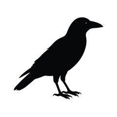 Fototapeta premium crow profile silhouette vector sharp and minimal