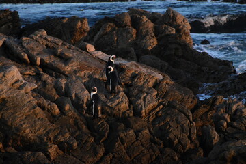 Penguins Standing on Rocky Betty's bay Shoreline Near Ocean Waves