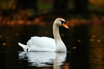 Fototapeta premium Elegant swan on tranquil water
