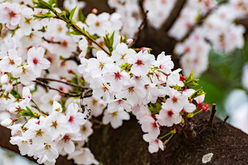 桜（ソメイヨシノ）