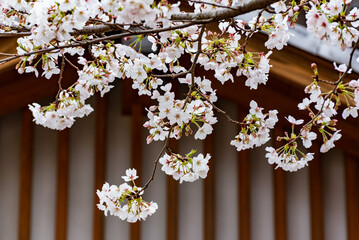 桜（ソメイヨシノ）