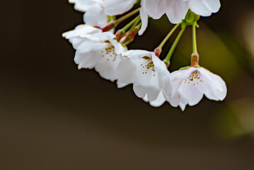 桜（ソメイヨシノ）