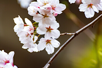 桜（ソメイヨシノ）