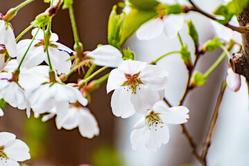 桜（ソメイヨシノ）