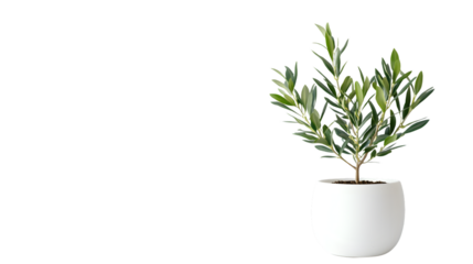 Pristine Olive Plant in White Ceramic Pot - Professional Botanical Image