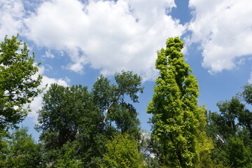 Obraz premium 緑の木々と青空と雲