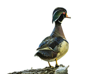 Wood Duck (Aix sponsa) Photo, From the Rear, Showing His Colors, on a Transparent Isolated PNG Background