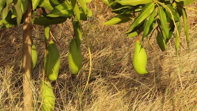 (Parrot face) Totapuri Mango, Magnifera indica, green colorful mangoes from gujarat India. shaped like parrot, one of many delicious variety of mango. Raw totapuri mangos on tree in gir forest