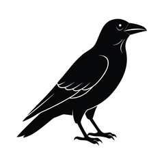 Fototapeta premium Crow Silhouette Vector Stylish and Bold Isol