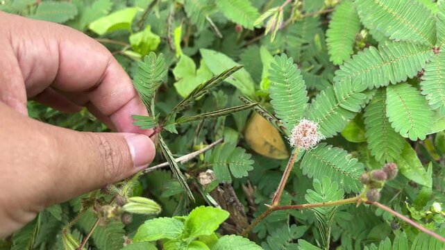 A gentle touch on the sensitive plant's (Mimosa Pudica) leaves triggers a rapid closure, showcasing its unique defense mechanism