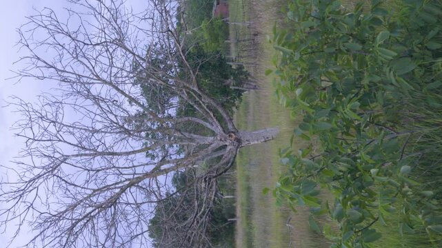 A young and an old dried walnut in an abandoned garden. Contrasting the spring of life and the end of life. Vertical video