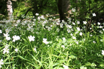 Waldwiese
