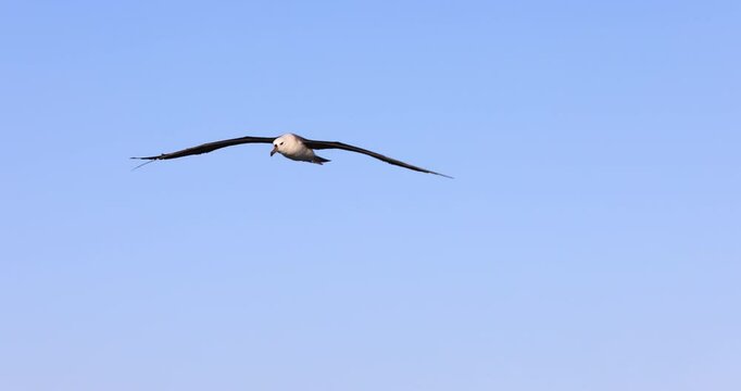 An albatross sea bird with dark brown wings gracefully flying high above the ocean. Captured from below on a clear blue sky sunny day.