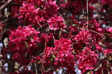 Bright pink spring flowers - an explosion of color and beauty of nature