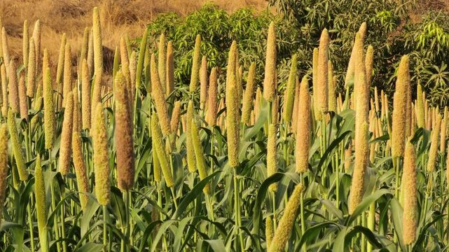 fields of pearl millets (bajra). processing farm. lovely view of millet stalks. millet or sorghum plant views in a farmland, cultivation pearls millet fields, pearls production of beer and wine