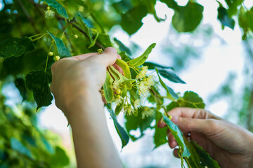 Hands Picking Linden Flowers in Vibrant Greenery