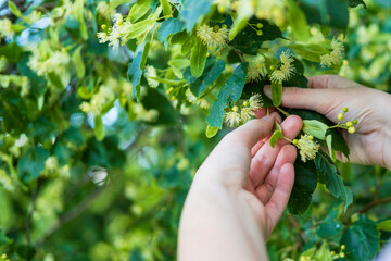 Natural natural remedy for viral infection. Useful and tasty tea.