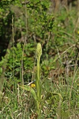 Knospende Bocks-Riemenzunge (Himantoglossum hircinum)
