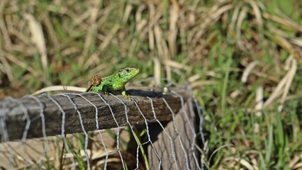 Männliche Zauneidechse (Lacerta agilis) im Prachtkleid auf Maschendraht
