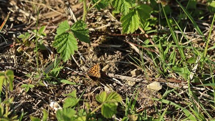 Magerrasen-Perlmutterfalter (Boloria dia).