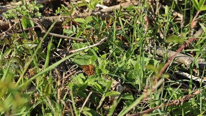 Magerrasen-Perlmutterfalter (Boloria dia).