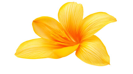 Vibrant Meadow Saffron Flower on Transparent Background for Design Projects