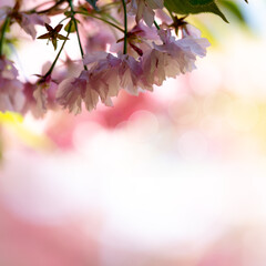 Springtime Symphony.. Beautiful  Sakura Blossoms in Bloom. Seasonal backgrounds