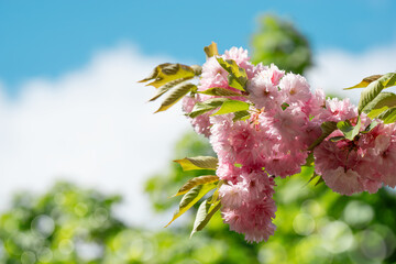 Springtime Symphony.. Beautiful  Sakura Blossoms in Bloom. Seasonal backgrounds