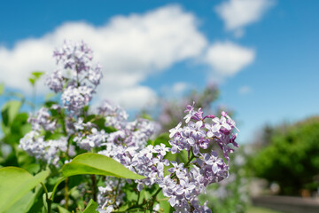Springtime Symphony.. Beautiful  Lilac Blossoms in Bloom