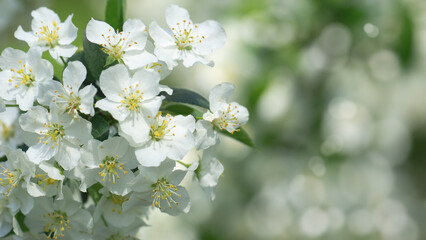 Springtime Symphony.. Beautiful  cherry  Blossoms in Bloom. Seasonal Backgrounds