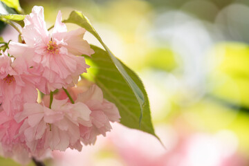 Springtime Symphony.. Beautiful  Sakura Blossoms in Bloom. Seasonal backgrounds