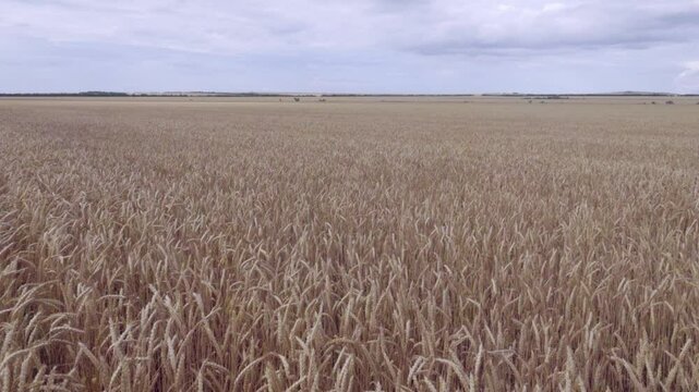 Grain-growing farm. Beardless wheat (Triticum vulgare var. muticum ripens on the plain. The ear bent under the weight of the grain. A field on the plain.
