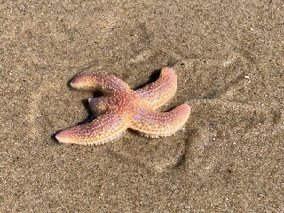 Seestern im Sand in freier Natur lebend