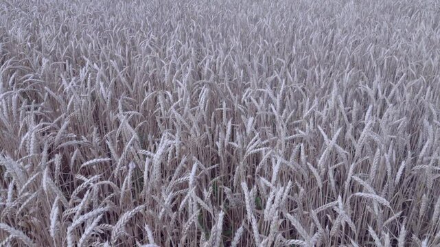 Grain-growing farm. Beardless wheat (Triticum vulgare var. muticum ripens on the plain. The ear bent under the weight of the grain. A field on the plain.
