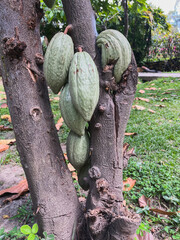 Criollo cocoa bean - cocoa fruit in the garden