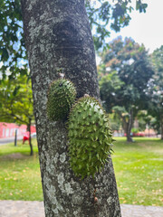 fresh soursop fruit on the tree, exotic fruit