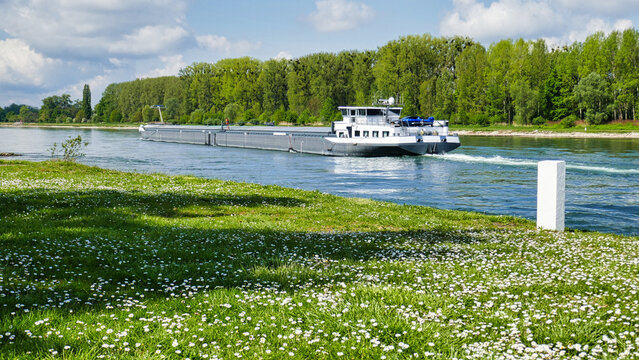 Binnenschiff bzw. Lastkahn auf dem Rhein bei Neuburgweier