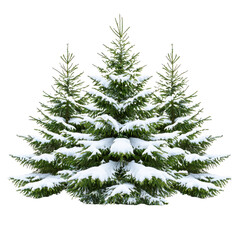 Obraz premium Snow covered evergreen trees create serene winter scene, showcasing lush green branches blanketed in fresh white snow. tranquil setting evokes sense of calm and natural beauty