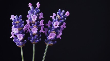 Obraz premium Lavender Black Background. Two Fresh Purple Lavender Flowers with Copy Space in Studio Shot