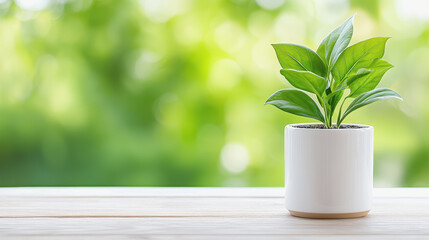 Peaceful indoor environment featuring a beautiful plant in a white pot for a soothing and calm home atmosphere