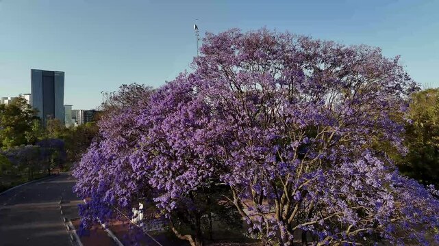 Blooming jacaranda trees adorn mexico city park in spring