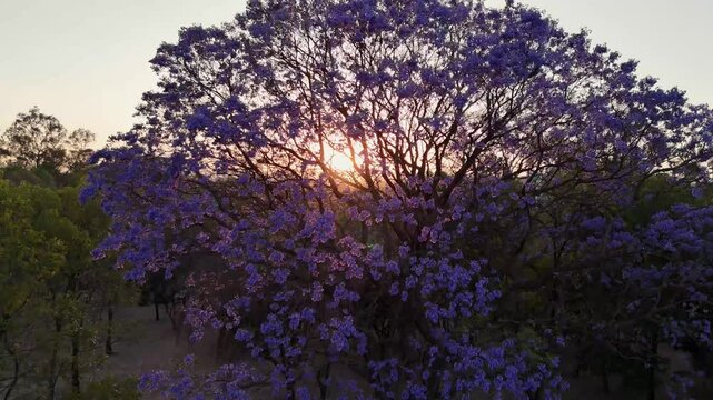 Blooming jacaranda tree at sunset in mexico