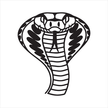 Deadly Puff Adder Snake in Defensive Posture &ndash; Venomous African Viper