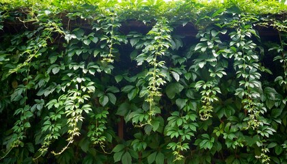 green leaves javanese treebine or grape ivy jungle vine hanging ivy plant bush