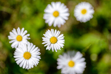 Obraz premium daisies in the grass
