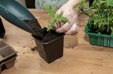 Seedlings of tomato in special plastic form on wooden table , transplanting seedlings, pricking out in pots. Growing, seeding, transplant seedling, home plant, vegetables at home 