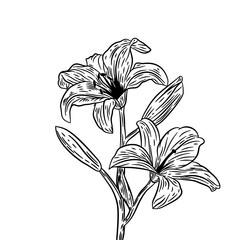 Vintage flower vector Illustration. Vintage flower. Monochrome vintage flower. Flower outline vintage illustration. Hand drawn flower in retro style.