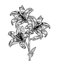 Vintage flower vector Illustration. Vintage flower. Monochrome vintage flower. Flower outline vintage illustration. Hand drawn flower in retro style.